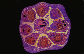 Click here for details of how to get in touch with us and  other disability organisations