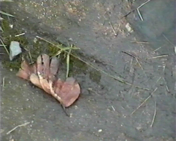 This photo is of a stone in a packhorse trail with an orange leaf on it, some green moss and a worn circular hole filled with rainwater.